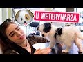 🐶 PIES U WETERYNARZA 🏥 PIERWSZA WIZYTA ❤️