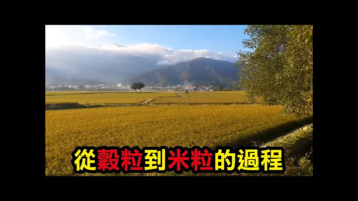 【務農夫婦】第6篇 【水稻150天的生長】 - 天天要聞