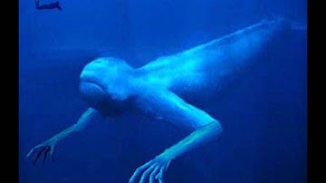 深海人（Deep sea people）Quasimidi polymorph