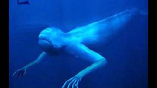 深海人（Deep sea people）Quasimidi polymorph