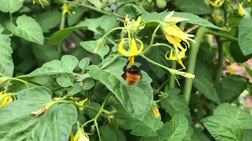 Moestuin bezoek op 8 augustus 2025 in Rijswijk Zuid-Holland Nederland