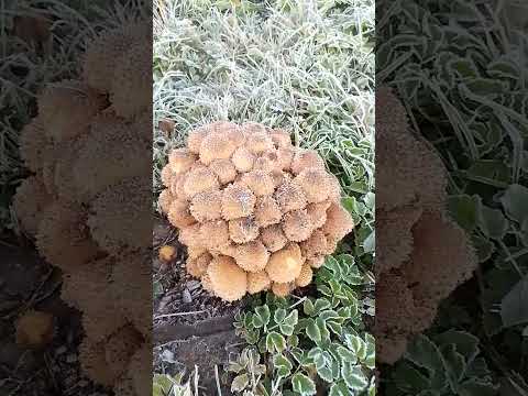 королевские опята