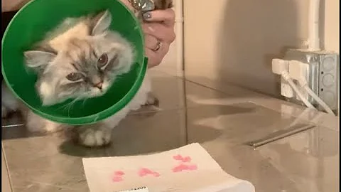 Watch the video about Mia the Siberian Cat Get Nail Caps