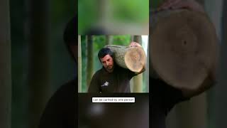 Balsa Wood The Feather-Light Giant