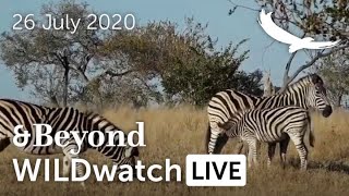 WILDwatch Live | 26 July, 2020 | Morning Safari | South Africa