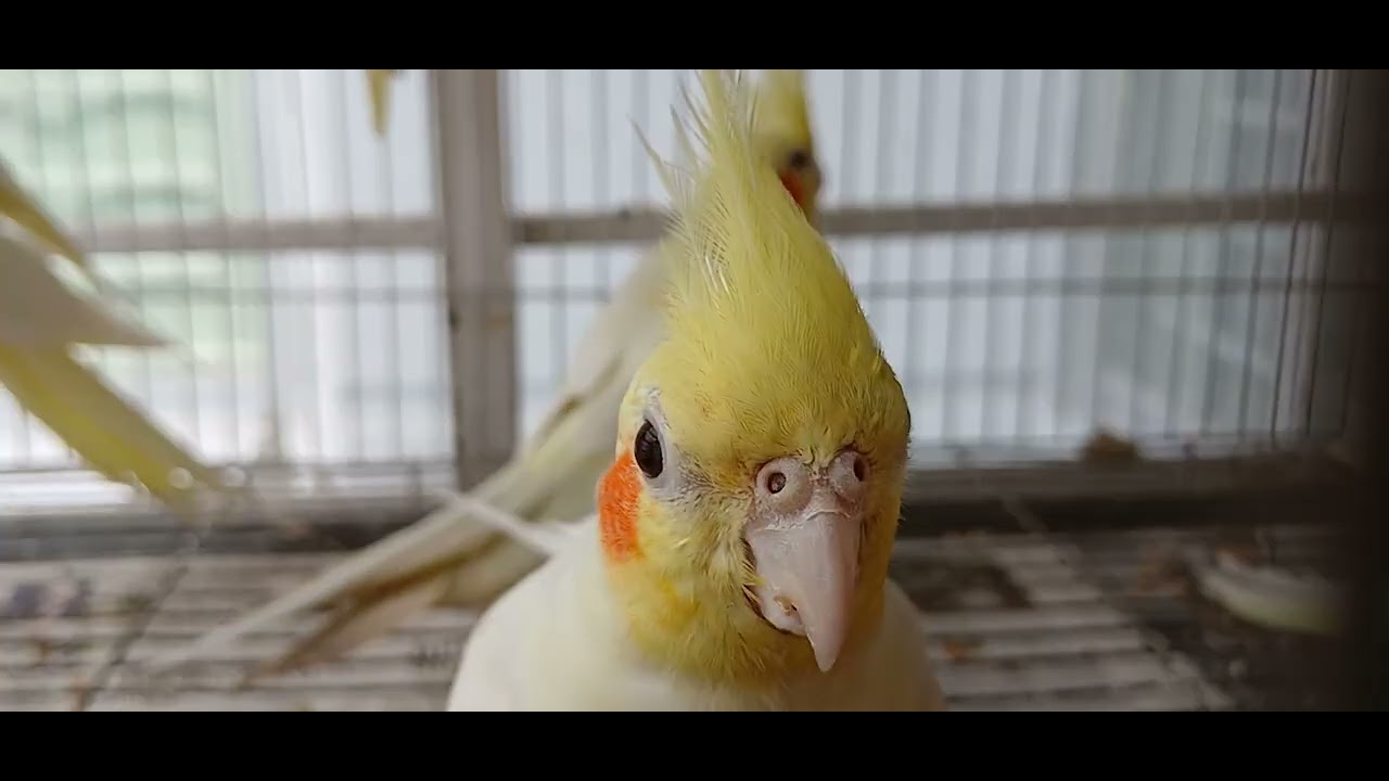 Cockatiel Breeding Pairs