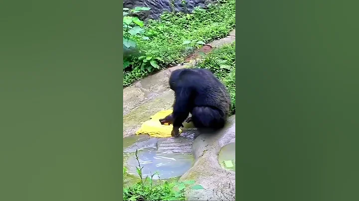 Very Intelligent Chimpanzee Washing Clothes/ Funny Chimpanzee Washing Clothes/ Funny Monkey#shorts