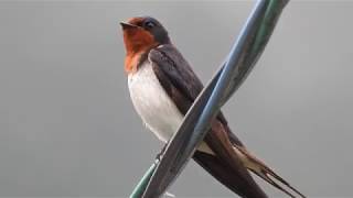 【鳥の鳴き声】ツバメの鳴き声さえずり  Swallow cry　twitter【wild birds sounds】 #身近な生き物語 #ツバメ #鳥の鳴き声