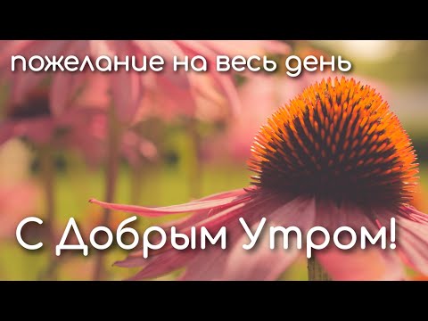 ❤️❤️❤️ПОЖЕЛАНИЕ НА ВЕСЬ ДЕНЬ❤️❤️❤️ С Добрым Утром Хорошего Дня. Доброе Утро!