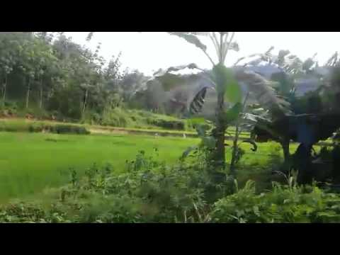 Keindahan Pemandangan Alam Sawah Youtube Gambar Persawahan