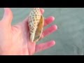 Buried Junonia Treasure