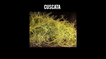 PLUSTWO BOTANY PRACTICAL / MACROSCOPIC AND MICROSCOPIC VIEW☘️/ #biology/ #plustwobotany /#trending