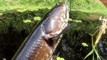 Câu cá lóc.  Hero10. 5 u minh thượng