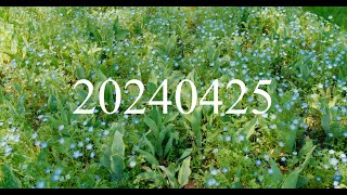 20240425 Nemophila