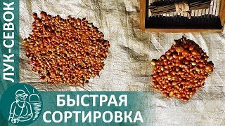 ⏰🌿 Как подготовить лук-севок к посадке: быстрая сортировка сеянки | Технологии Гордеевых