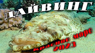 Дайвинг. Красное море  2023.