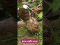 GẠO - ĐƯỜNG ĐUA F1