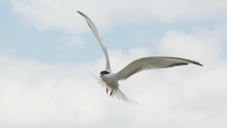 Bird Migration