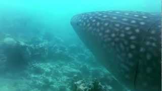 The Jetlagged and the Whaleshark on the Maldives (GoPro)
