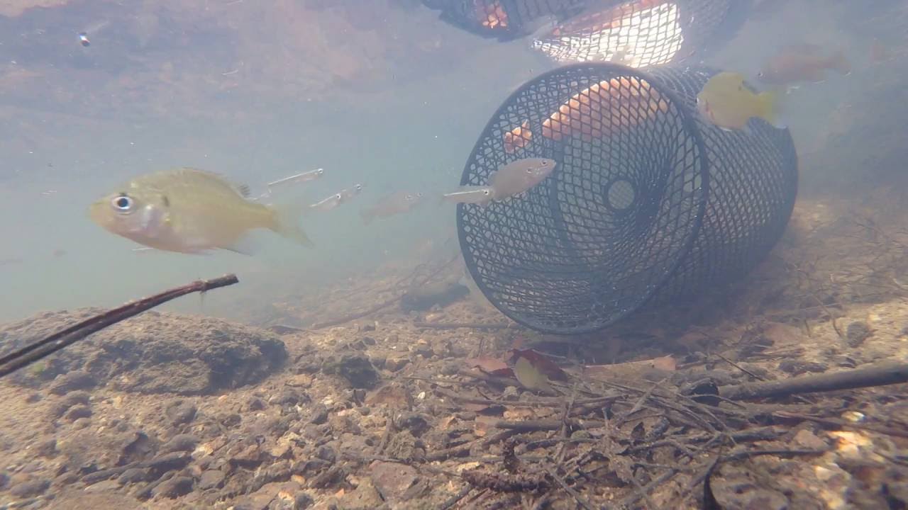 COOL UNDERWATER VIDEO MINNOW TRAP IN CREEK 