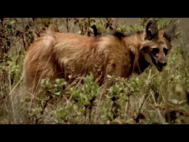 Lobo-guará, o 'semeador de árvores' ameaçado na natureza e