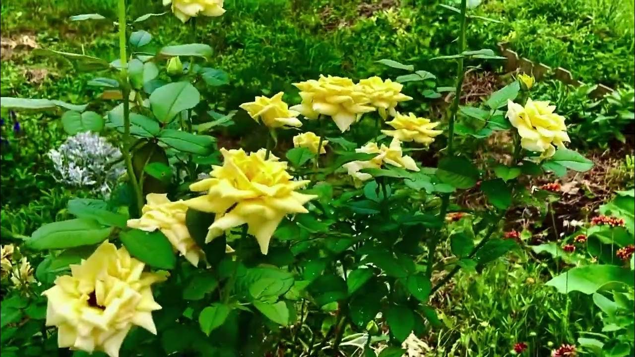 Gold Glow Rose YouTube