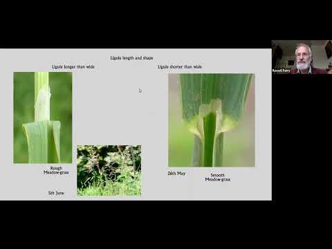 ვიდეო: რა არის Sweet Vernal Grass: შეიტყვეთ Sweet Vernal-ის შესახებ პეიზაჟებში