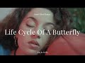 Short filmlife cycle of a butterfly  sony a7iv