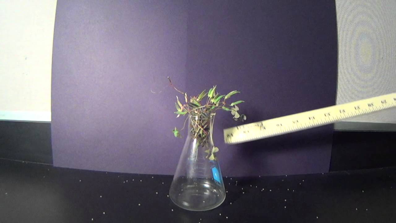 Plant Shooting Seeds No editting YouTube