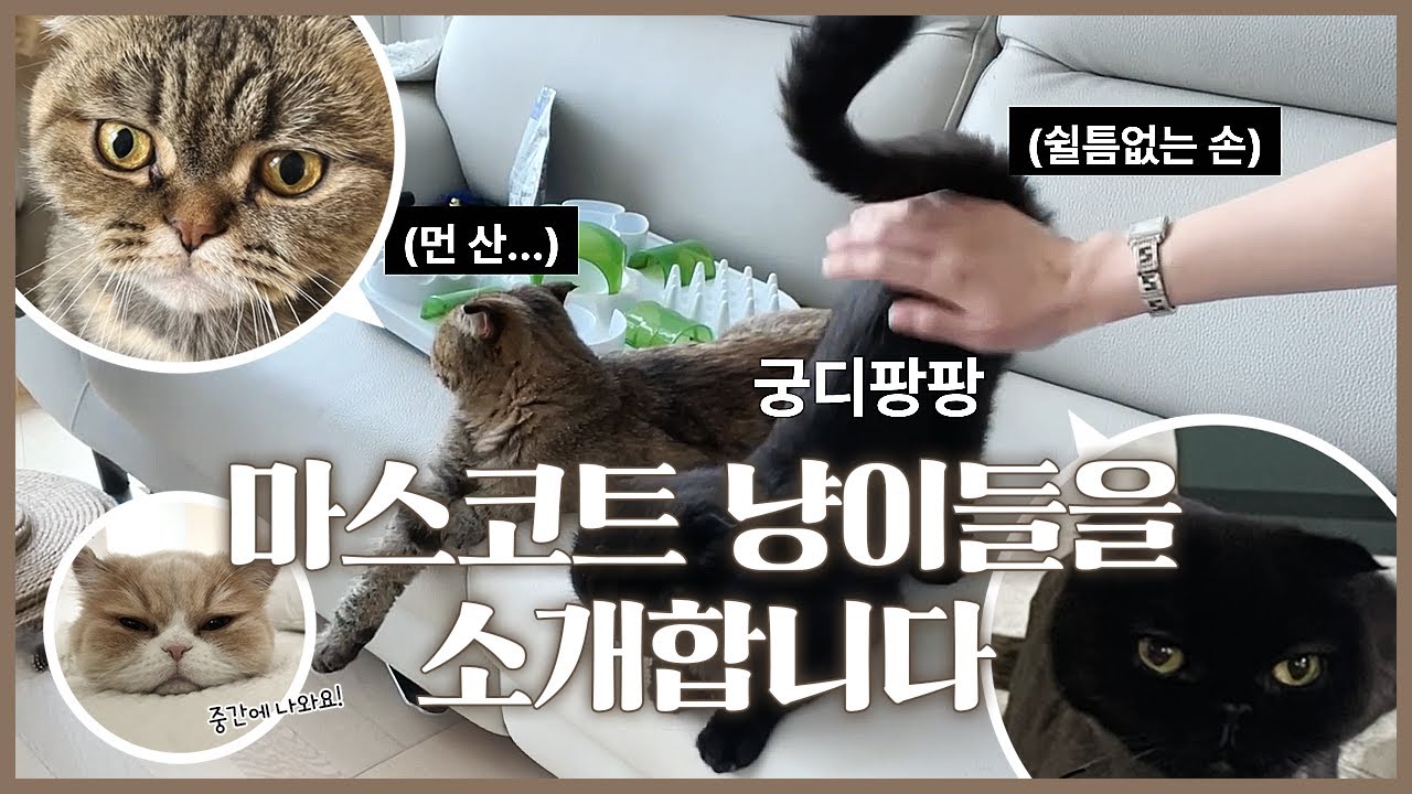 [Селдэён эмнэлэг] Нийслэлд ирсэн Селдэёны гурван маскот муур (ууган охин Дрим, хоёр дахь Камон, зугаалдаг муур Ккуми)