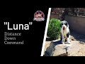 Sheepadoodle Sheepadoodle