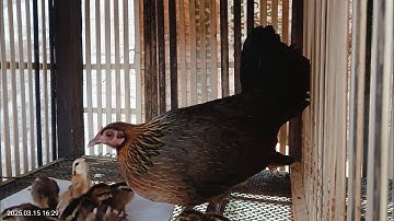 Saib mes nyuam qaib f2,f3 zoo nkauj