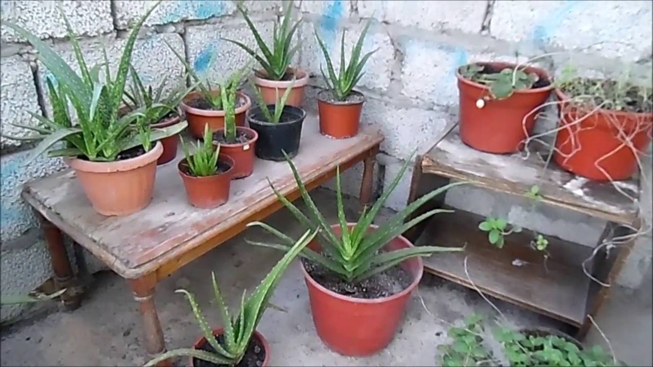 Cuidados para planta aloe vera