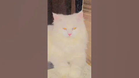 Watch the video about BEAUTIFUL PERSIAN 😺 #cat #catlovers #catshorts #persiancat #beautiful #beauty