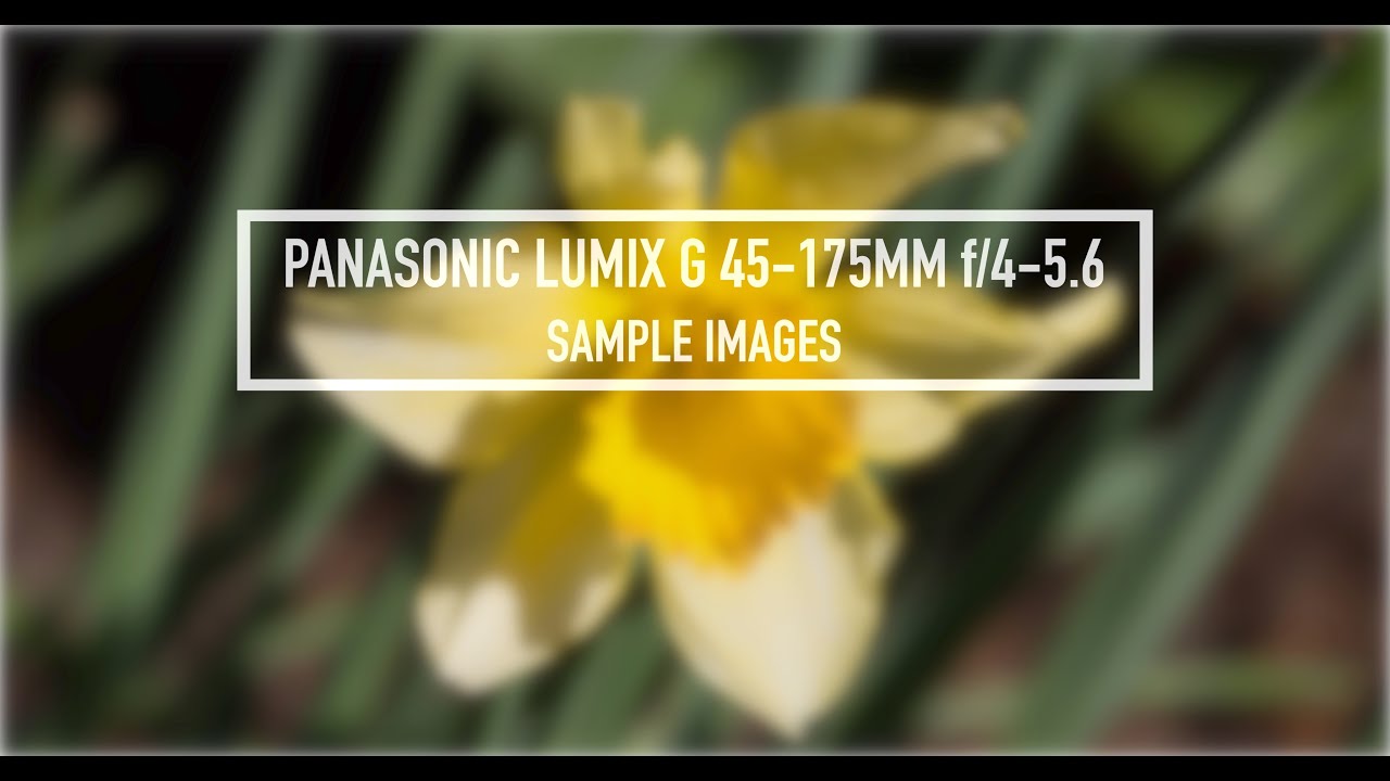 Panasonic Lumix 45-175mm f/4-5.6 Sample Images in 4K