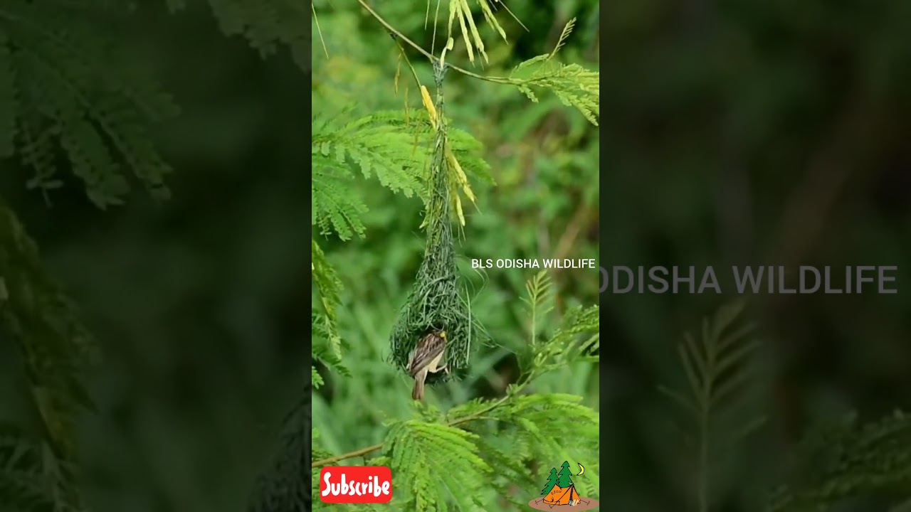 Watch a Bird Create Its Perfect Nest..|||