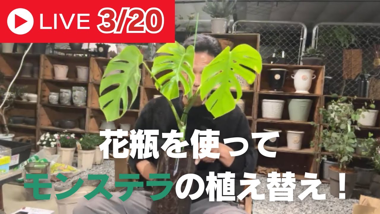 花瓶を使ってモンステラの植え替え！ - YouTube