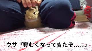 #86 お父さんに捕まって、足に挟まれモフモフされるうさぎ