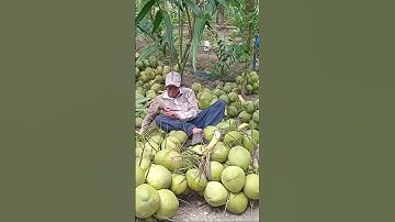 Quốc dừa hái dừa xiêm rất nhiều #quocduavlog