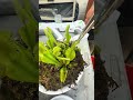 Feeding my Venus flytrap