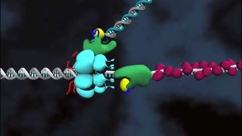 DNA replication --Loop release