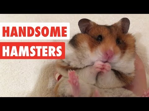 Handsome Hamsters | Funny Hamster Video Compilation 2017