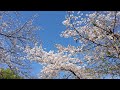 Japan cherry blossom season 2024