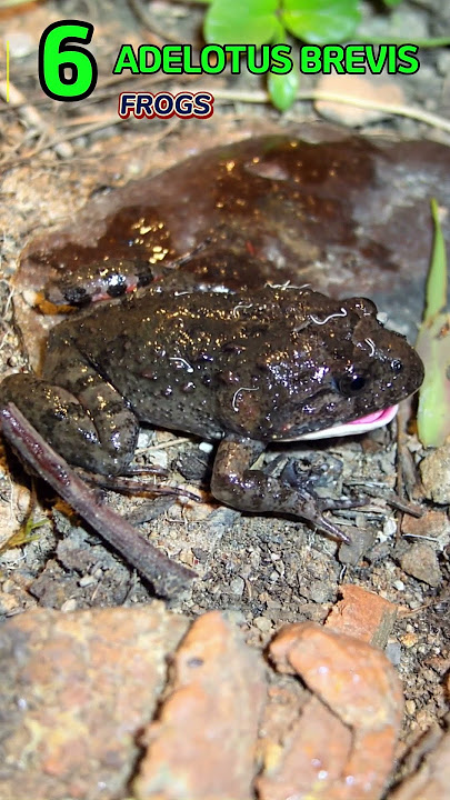ADELOTUS BREVIS Ep6: The Tiny Master of the Mozambique Swamps