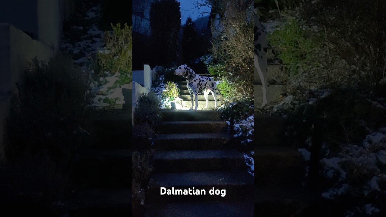 Our cute Dalmatian dog Hope in Reutlingen 