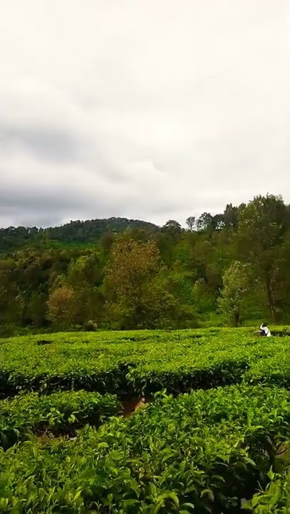 Mentahan story' wa terbaru 2022 || kebun teh puncak bogor