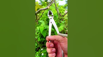 Kìm Cạp cây cảnh, bonsai #bonsaishop