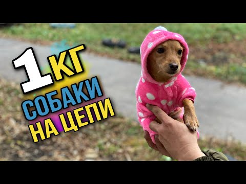 Собаку весом 1 кг держали на цепи в будке, в качестве охранника  | История безумия