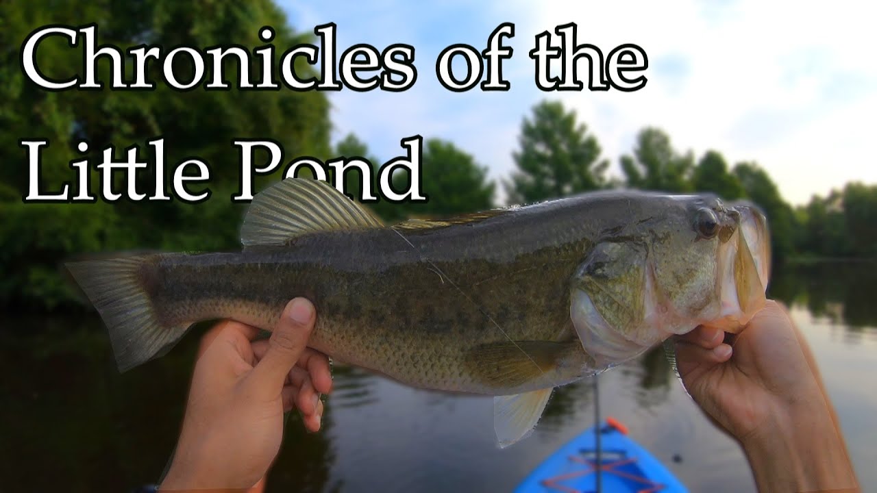 Big Bass Montage