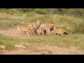 lioness attacking male lion to protect her cubs around video